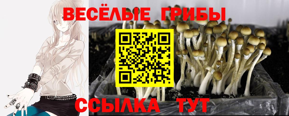 Всеволожск  Галлюциногенные грибы мицелий  Вход с VPN 