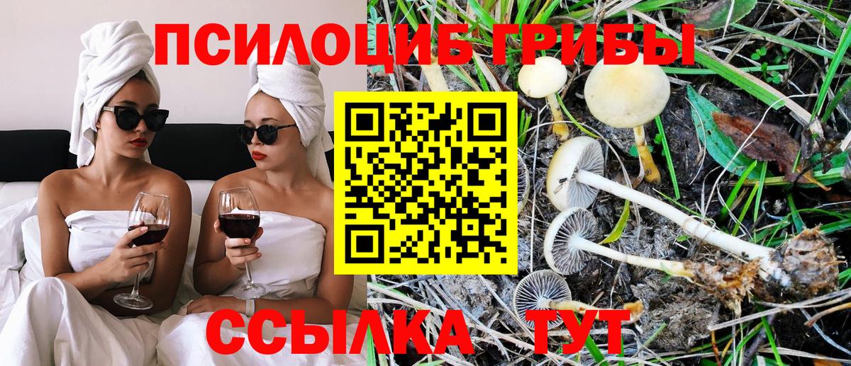 Псилоцибиновые грибы Cubensis Всеволожск